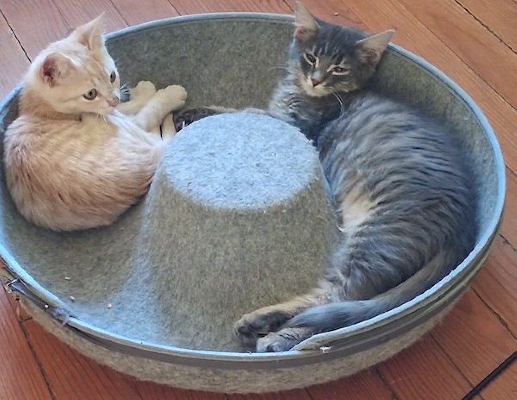 THOR - Chat à adopter - photo 2