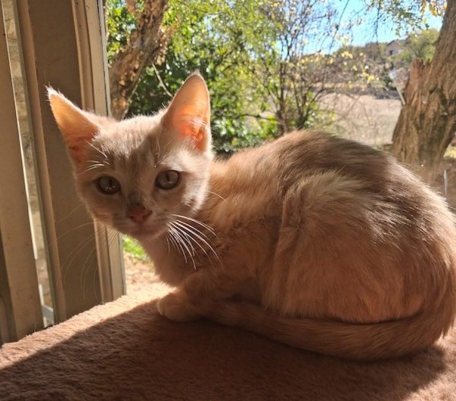 THOR - Chat à adopter