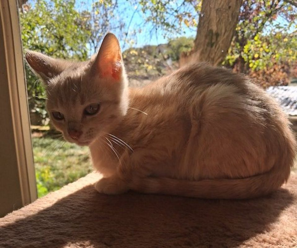 THOR - Chat à adopter - photo 6