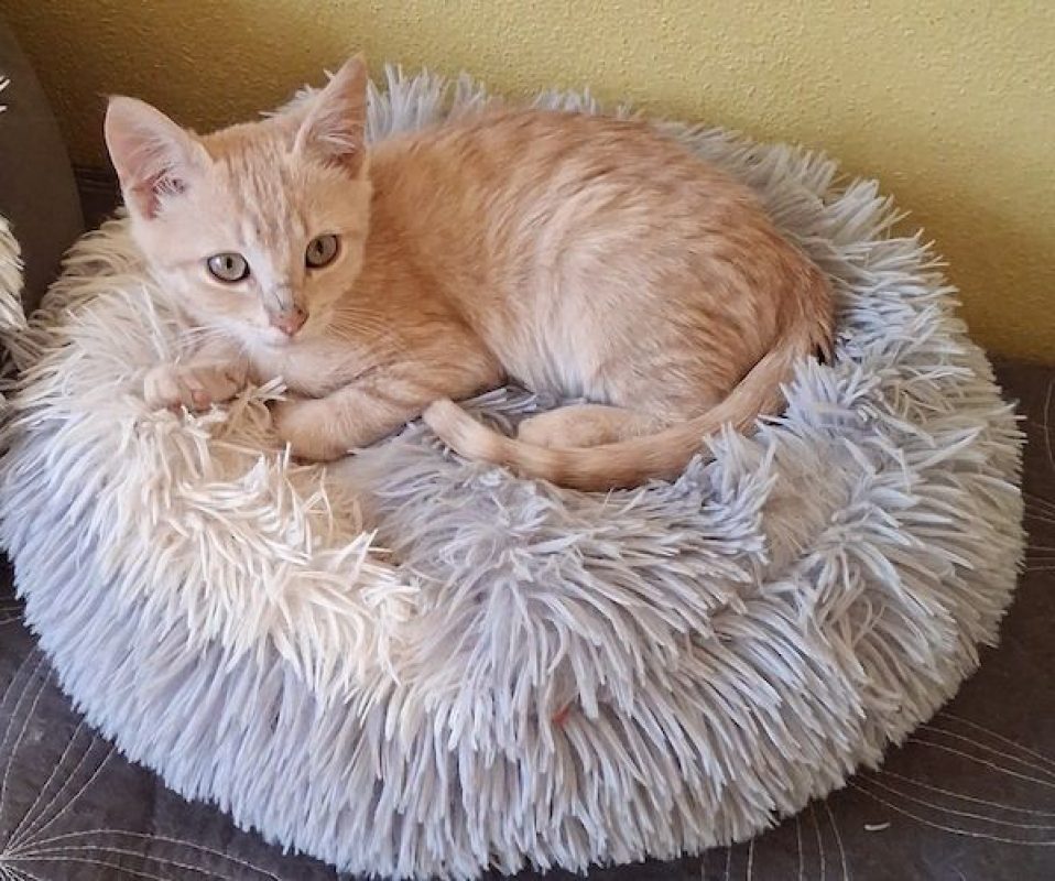 THOR - Chat à adopter - photo 4