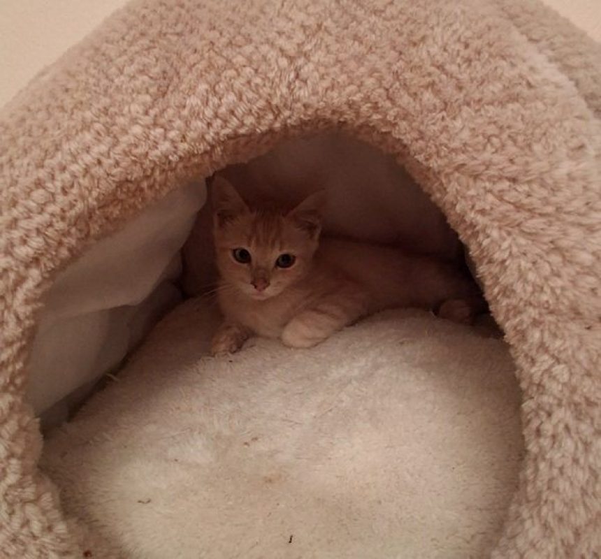 THOR - Chat à adopter - photo 3