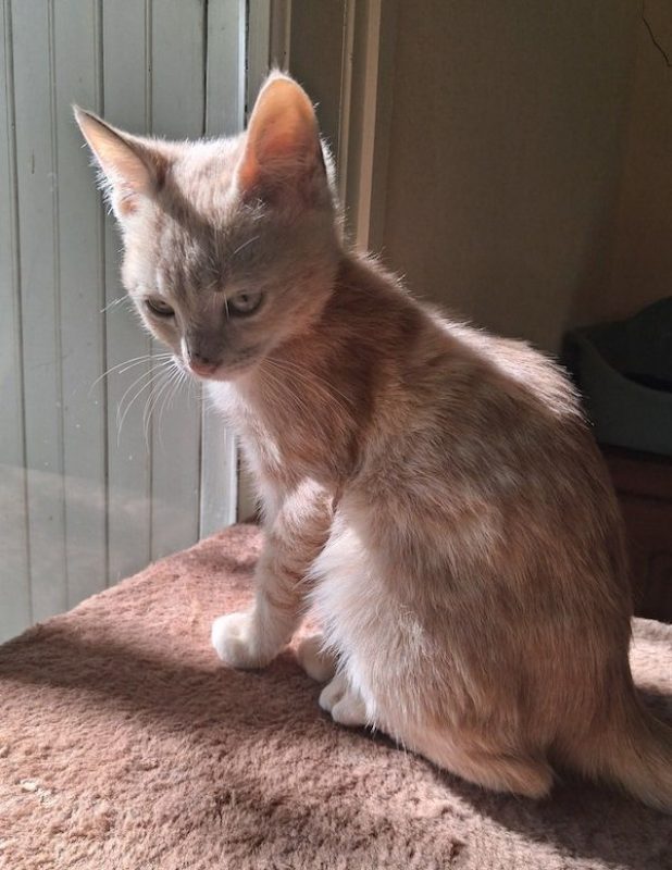 THOR - Chat à adopter - photo 5