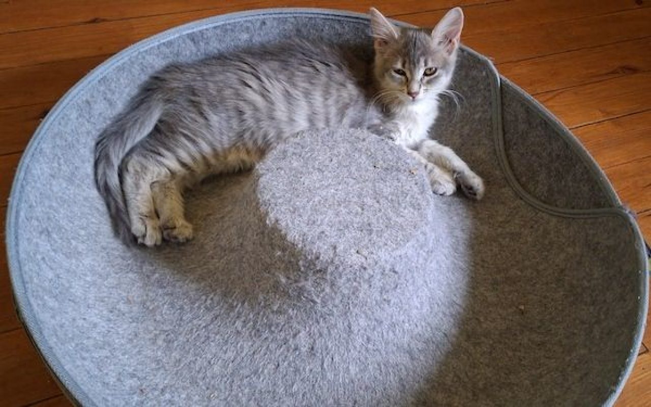 MILA - Chat à adopter - photo 2