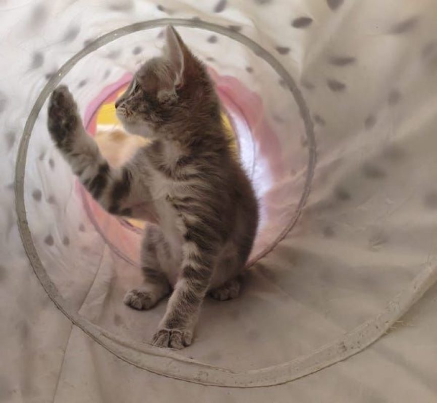 MILA - Chat à adopter - photo 7