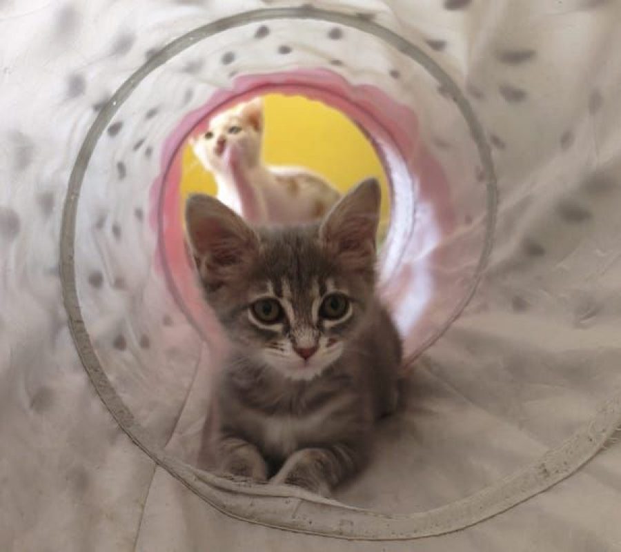 MILA - Chat à adopter - photo 6