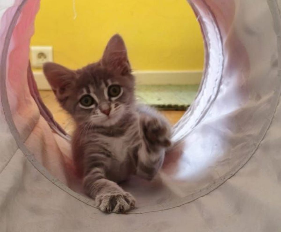 MILA - Chat à adopter