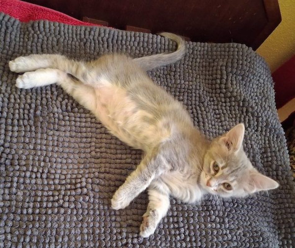 MILA - Chat à adopter - photo 3