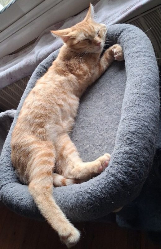 SIMBA - Chat à adopter - photo 2