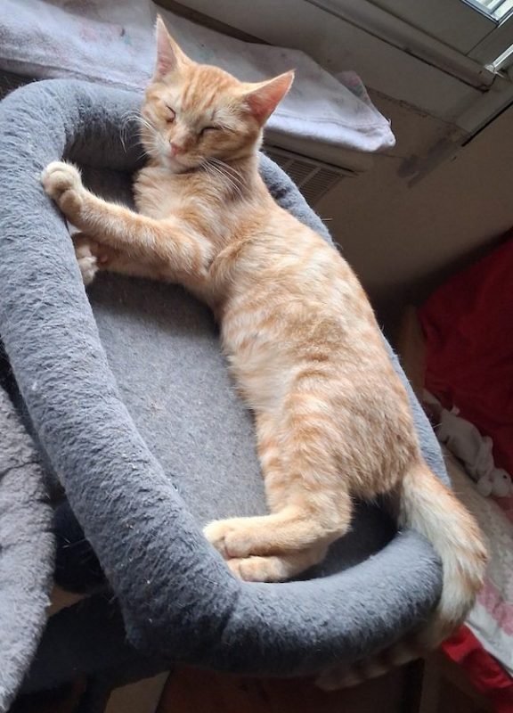 SIMBA - Chat à adopter - photo 3