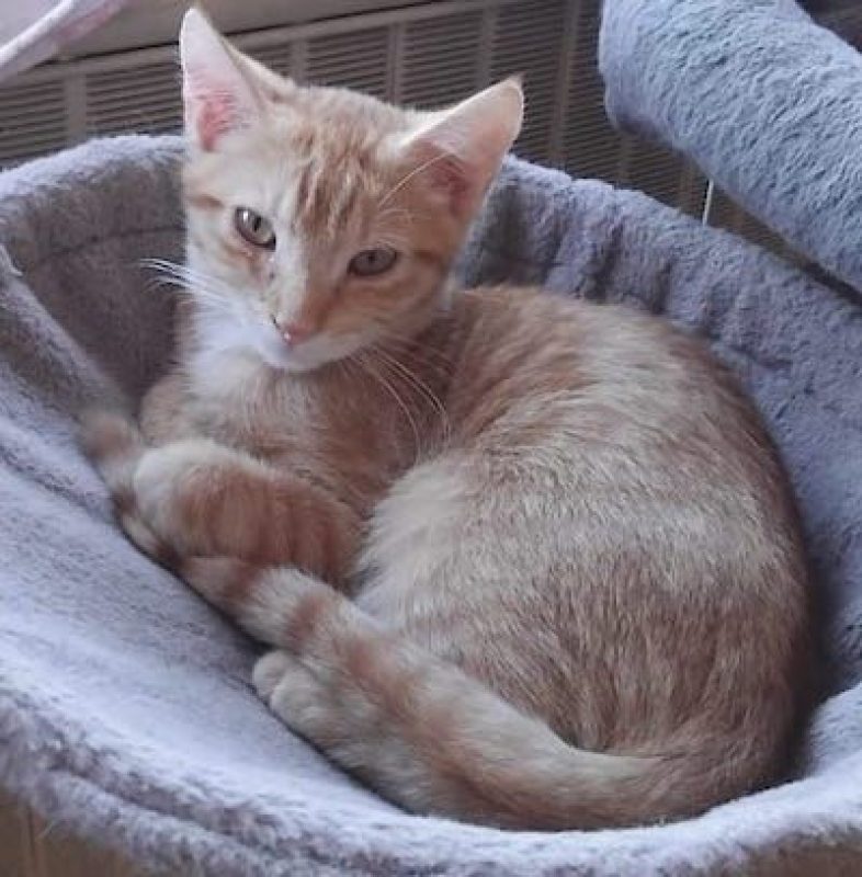SIMBA - Chat à adopter
