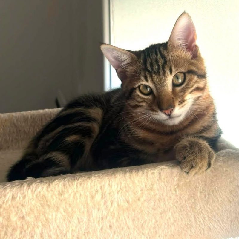 Bob et Tata - Chat Européen à adopter - photo 2