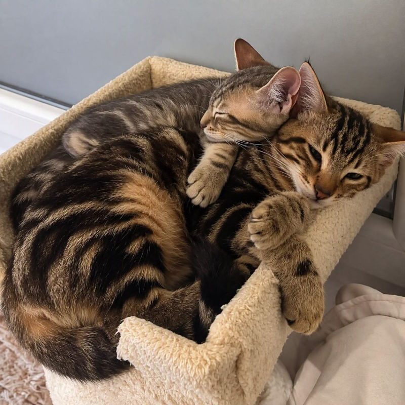 Bob et Tata - Chat Européen à adopter