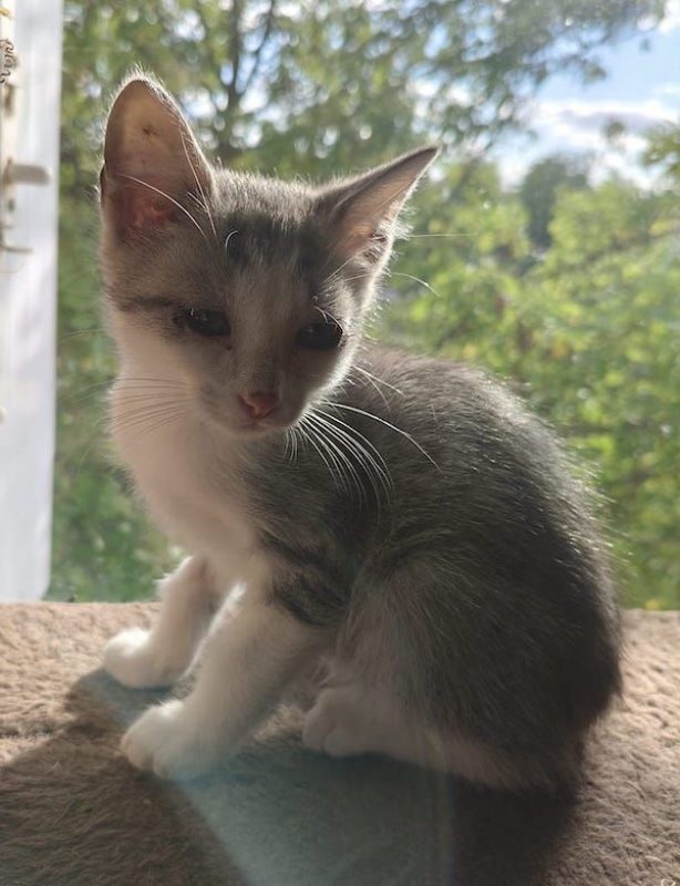 ODIN - Chat à adopter