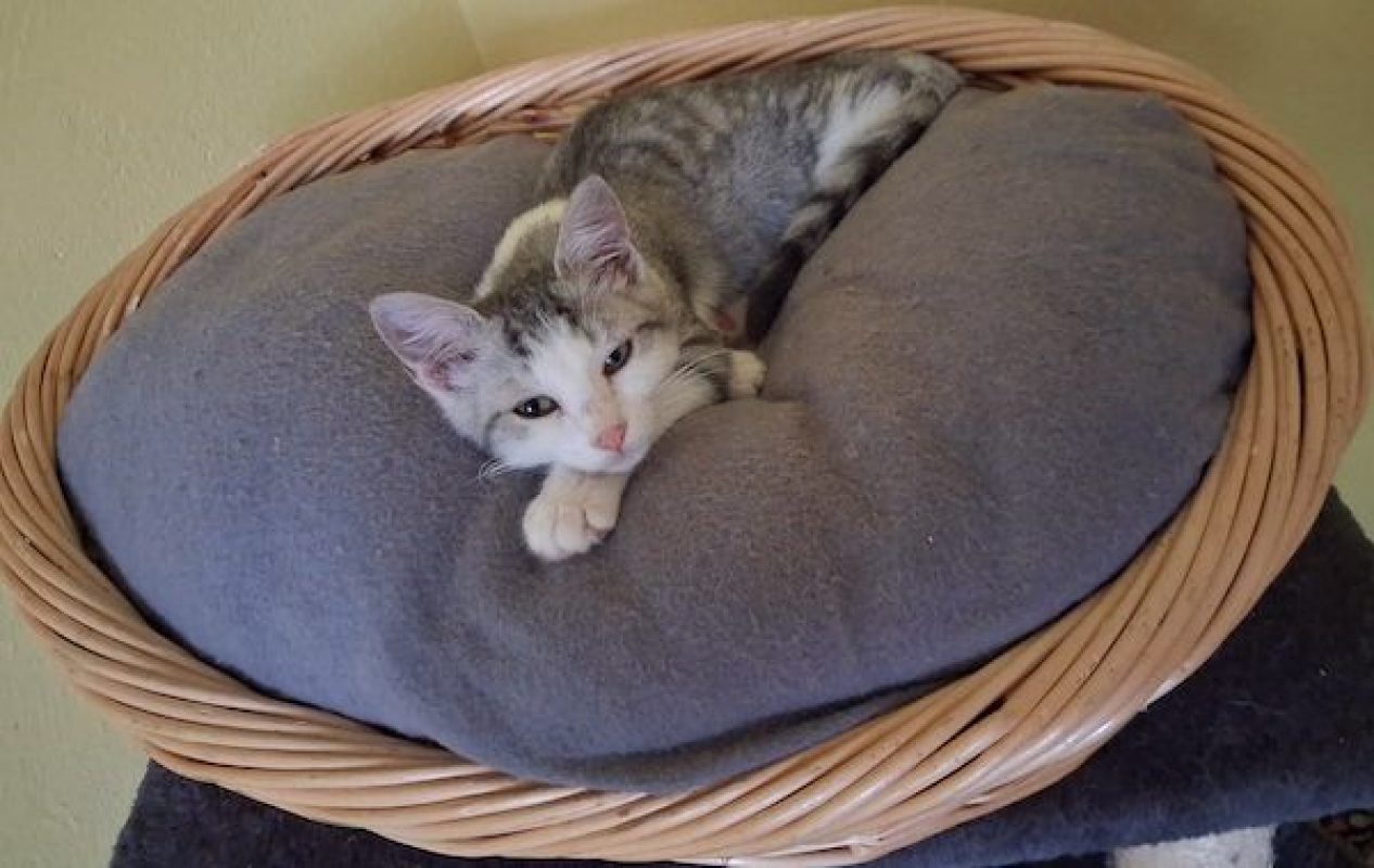 CHIARA - Chat à adopter - photo 2