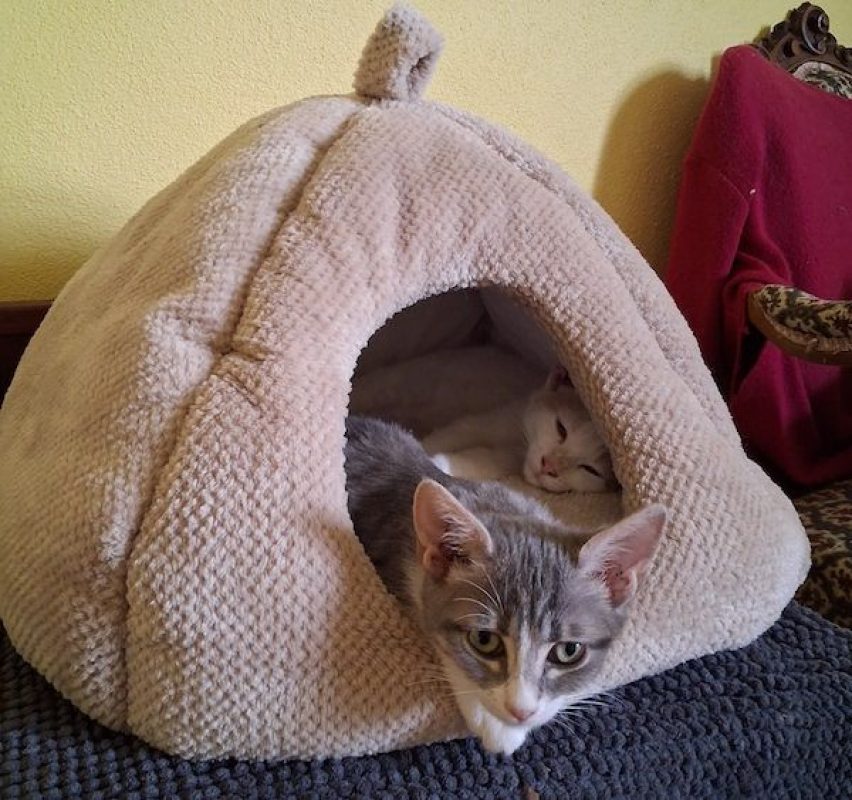 CHIARA - Chat à adopter - photo 4