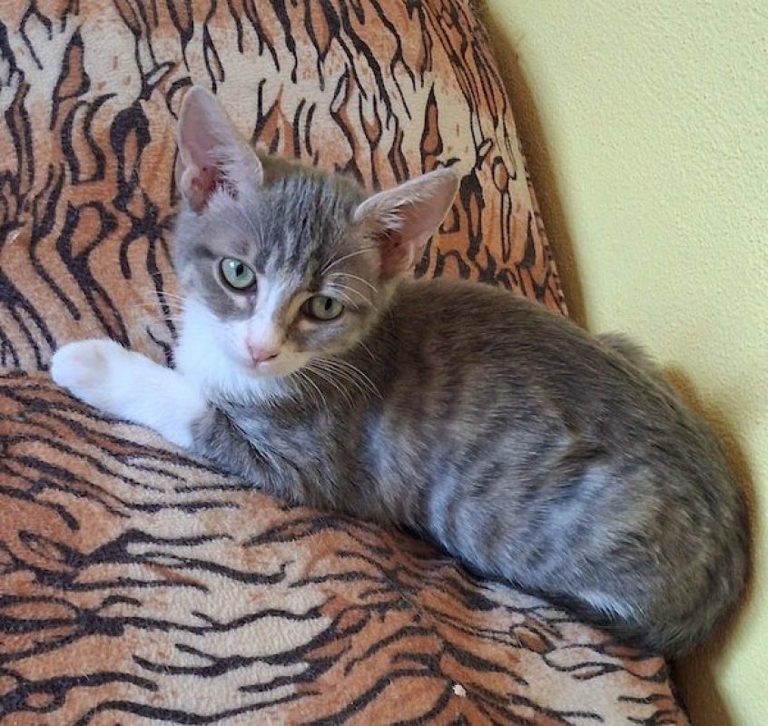 CHIARA - Chat à adopter