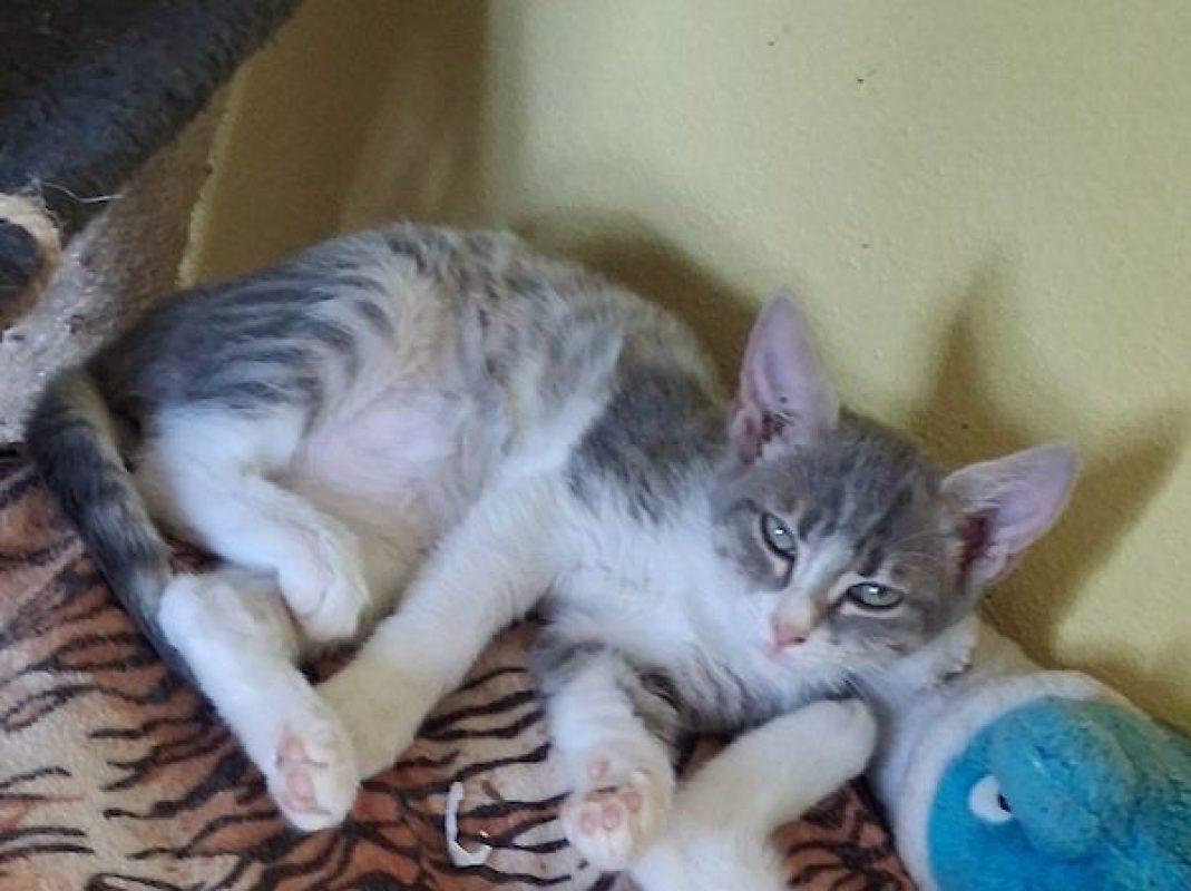 CHIARA - Chat à adopter - photo 5