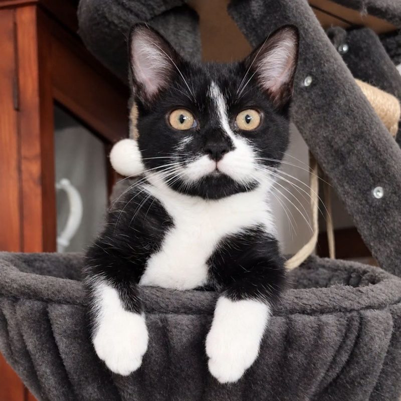 Crapule - Chat à adopter