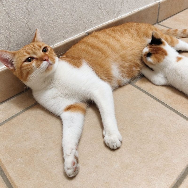 Tulipe - Chat Européen à adopter - photo 2