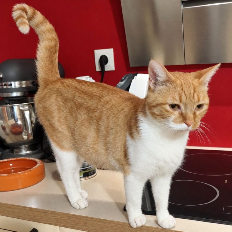 Tulipe - Chat Européen à adopter