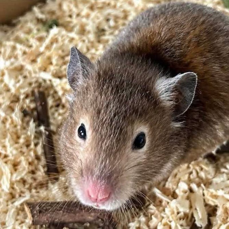 Divya - Rongeur Hamster à adopter - photo 2