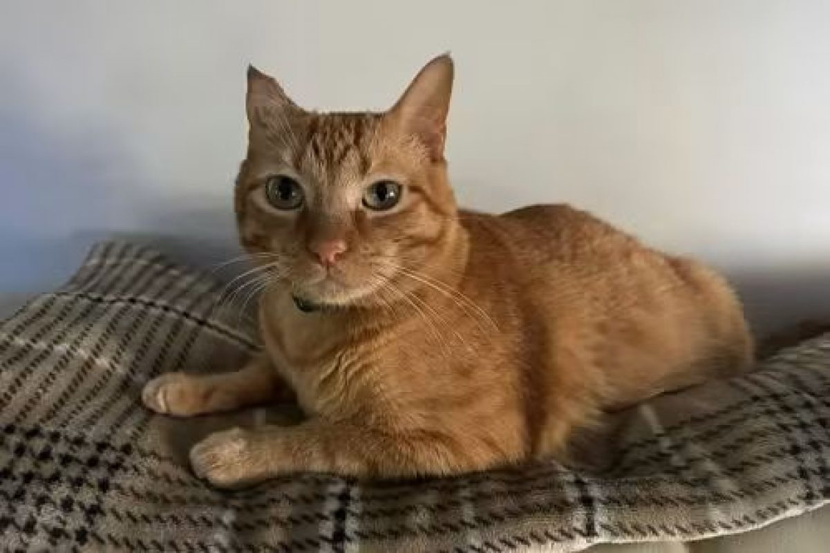 Butanillo - Chat à adopter - photo 2