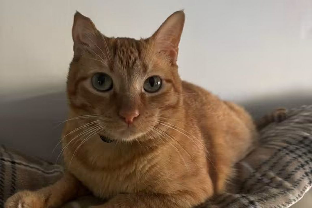 Butanillo - Chat à adopter