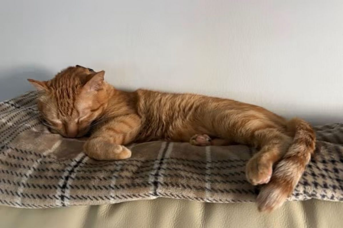 Butanillo - Chat à adopter - photo 3
