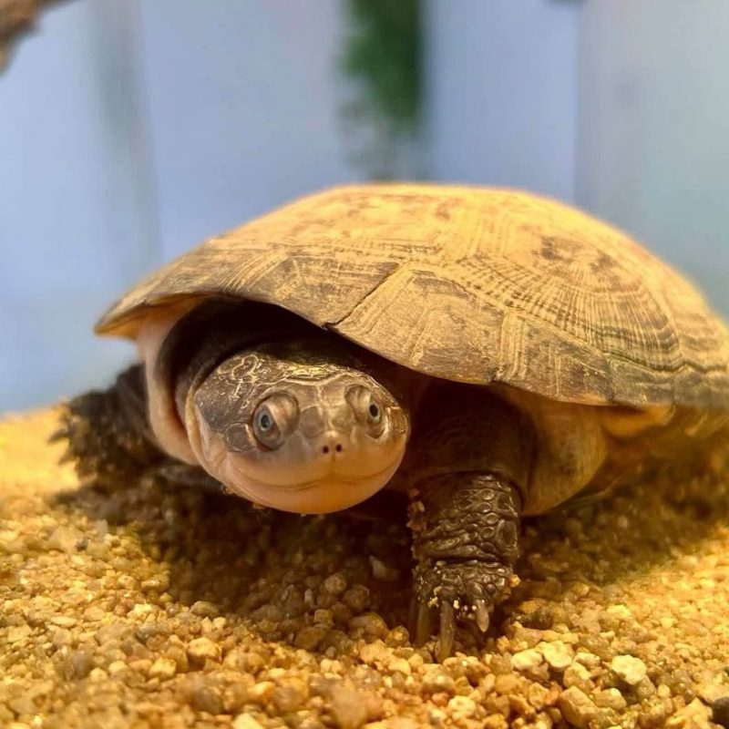 Pélomedusa - Reptile Tortue à adopter - photo 2