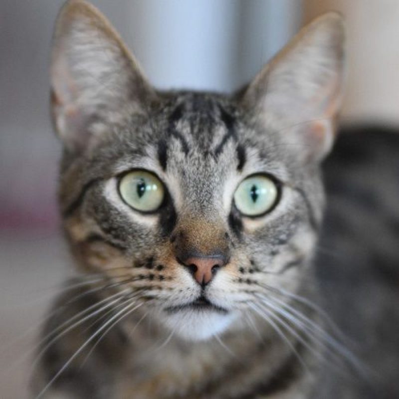 Wess - Chat à adopter