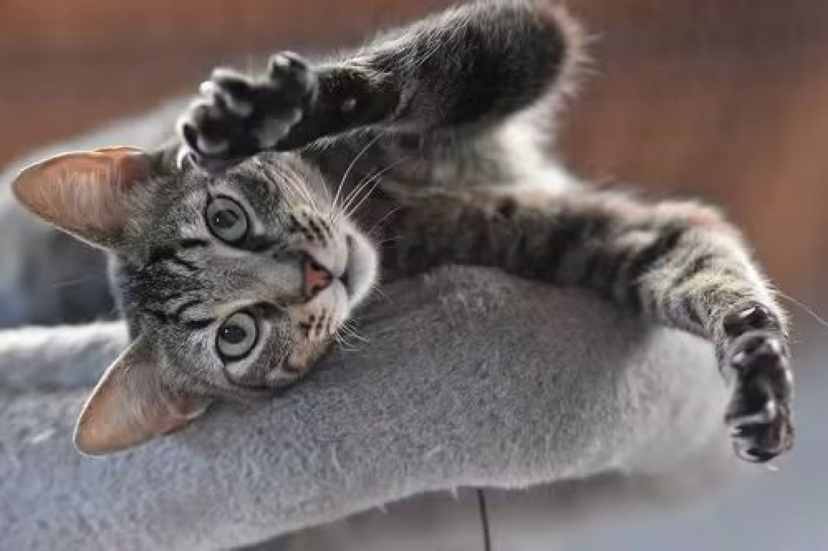 Wess - Chat à adopter - photo 6