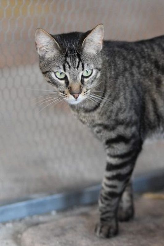 Wess - Chat à adopter - photo 2