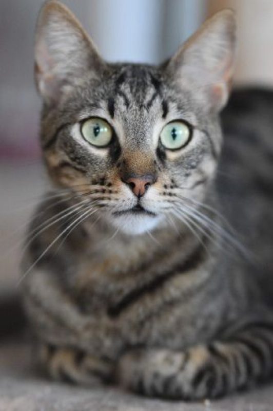Wess - Chat à adopter - photo 3