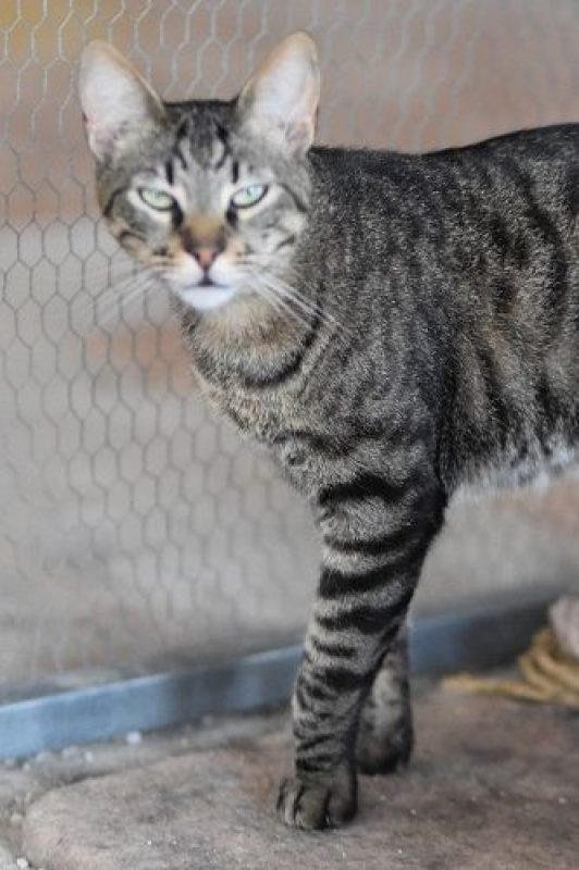 Wess - Chat à adopter - photo 4