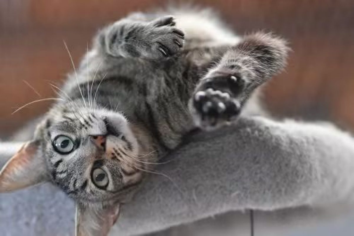 Wess - Chat à adopter - photo 5