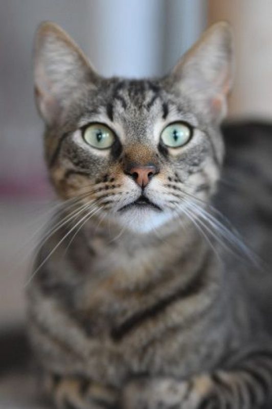 Wess - Chat à adopter - photo 7
