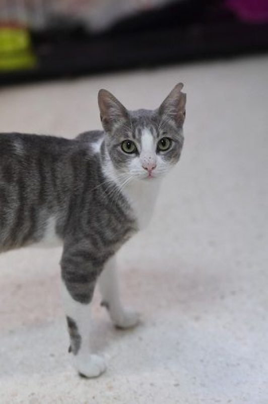 Gachon - Chat à adopter - photo 9