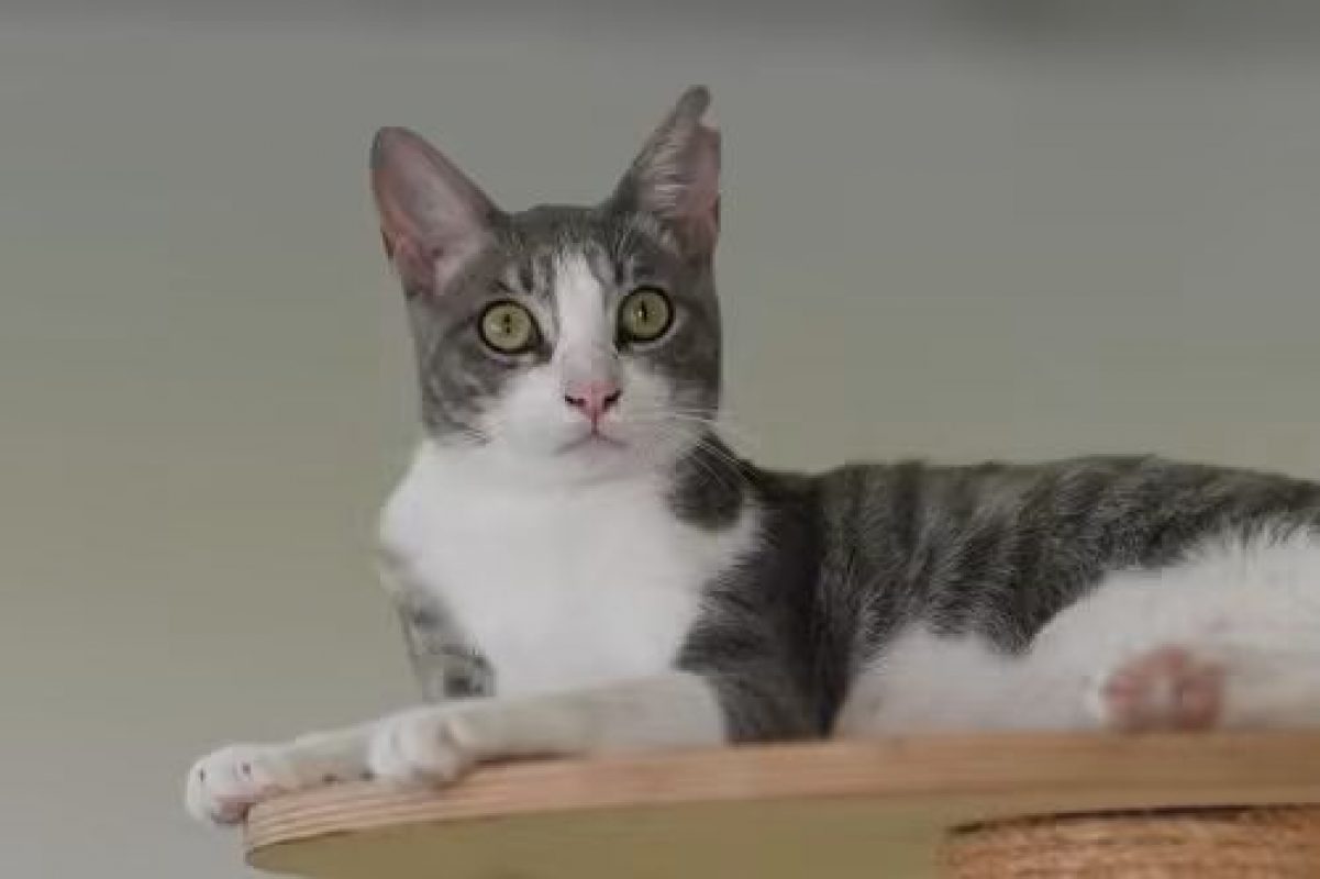 Gachon - Chat à adopter
