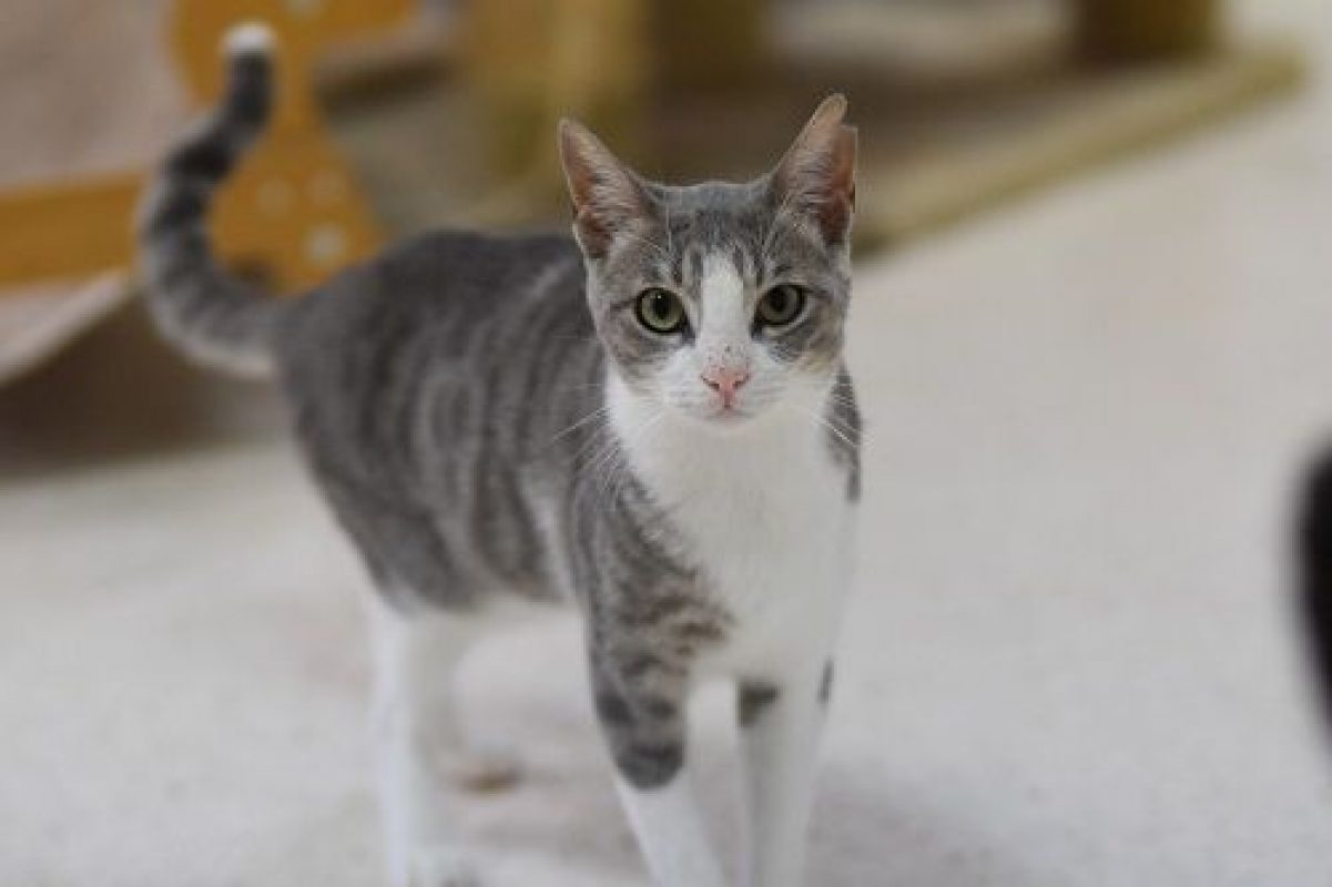Gachon - Chat à adopter - photo 5