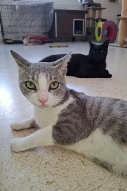 Gachon - Chat à adopter - photo 8