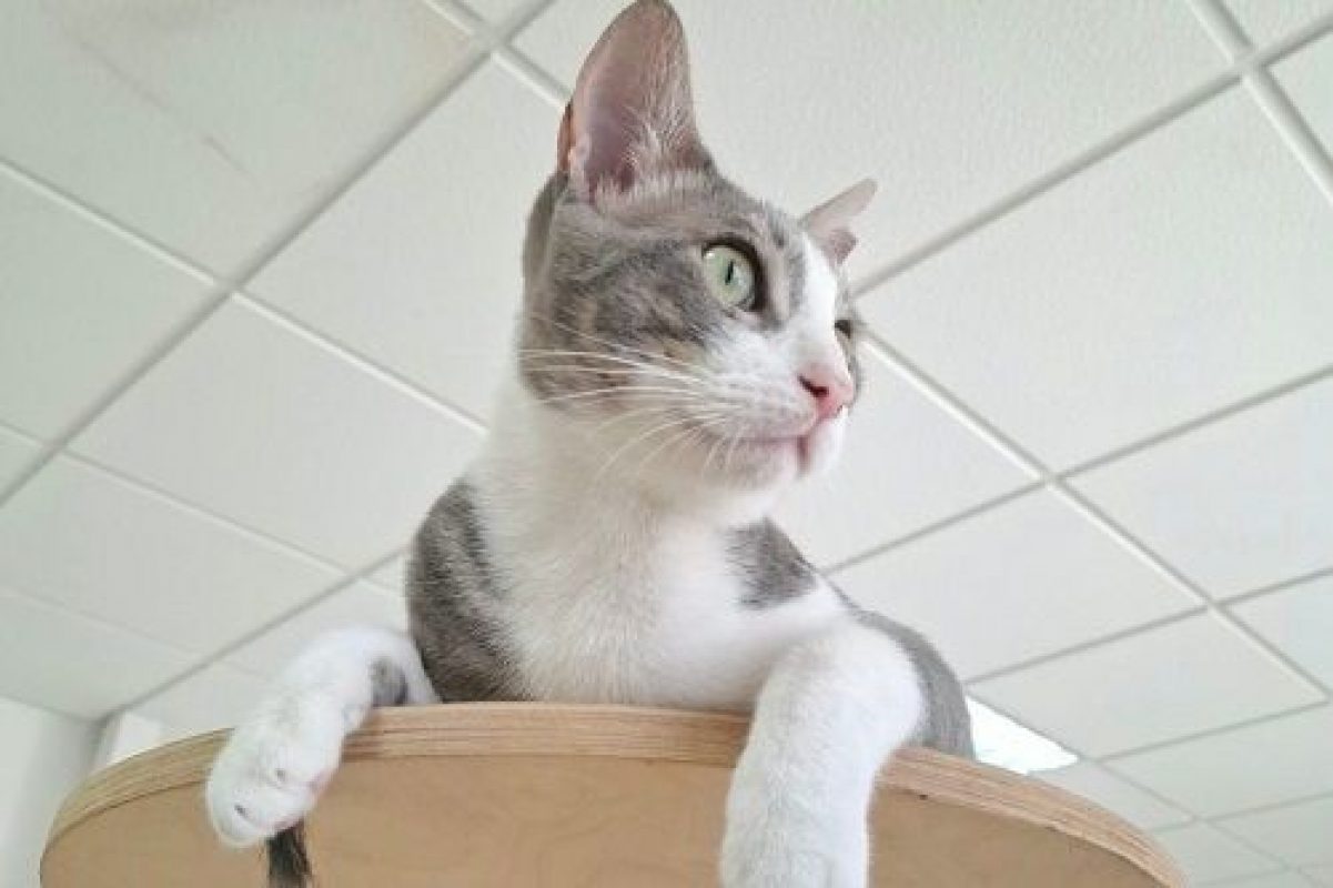 Gachon - Chat à adopter - photo 3