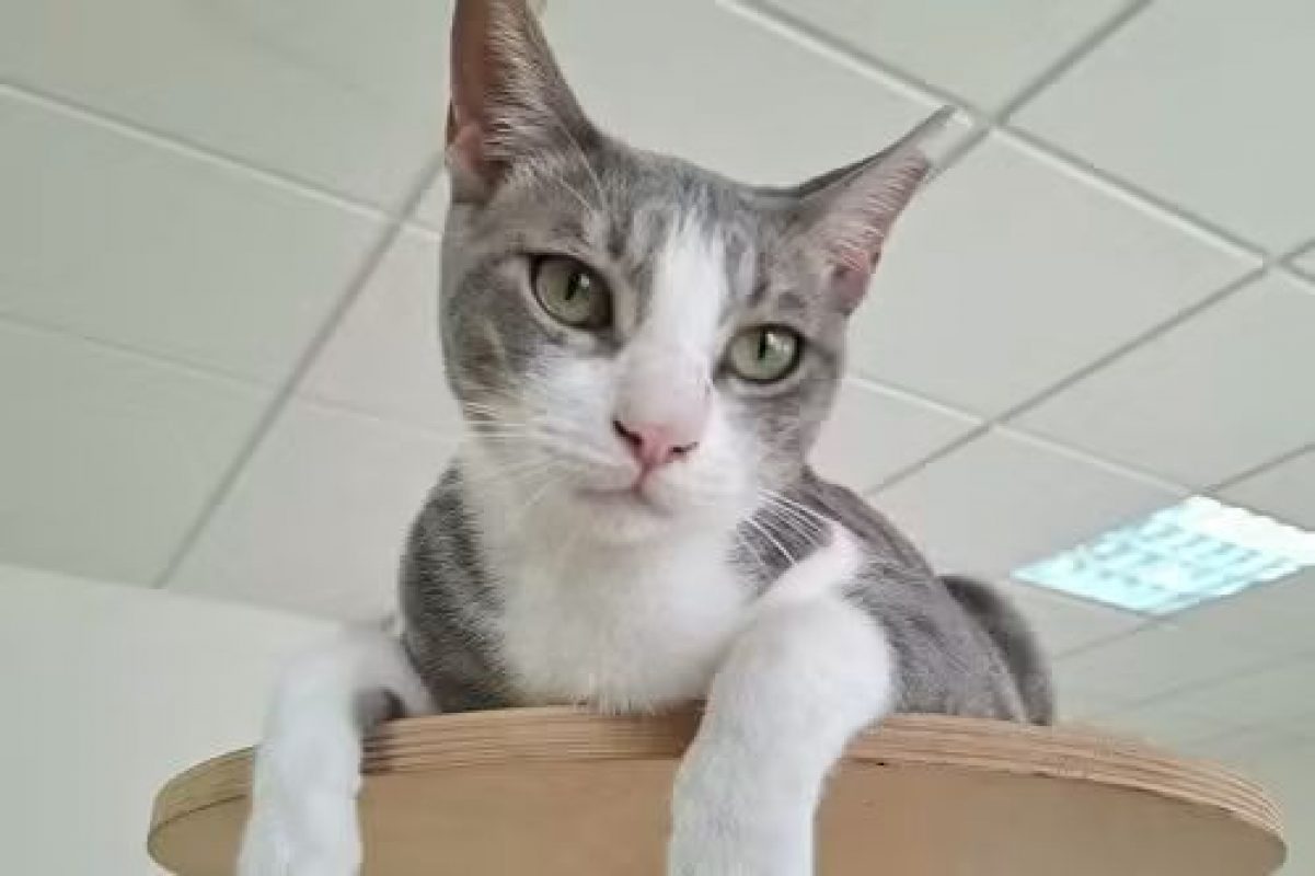 Gachon - Chat à adopter - photo 6