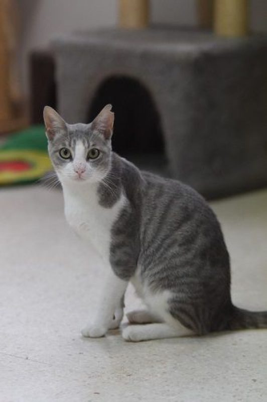 Gachon - Chat à adopter - photo 7