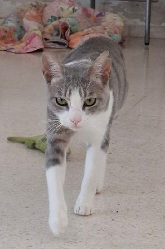 Gachon - Chat à adopter - photo 4