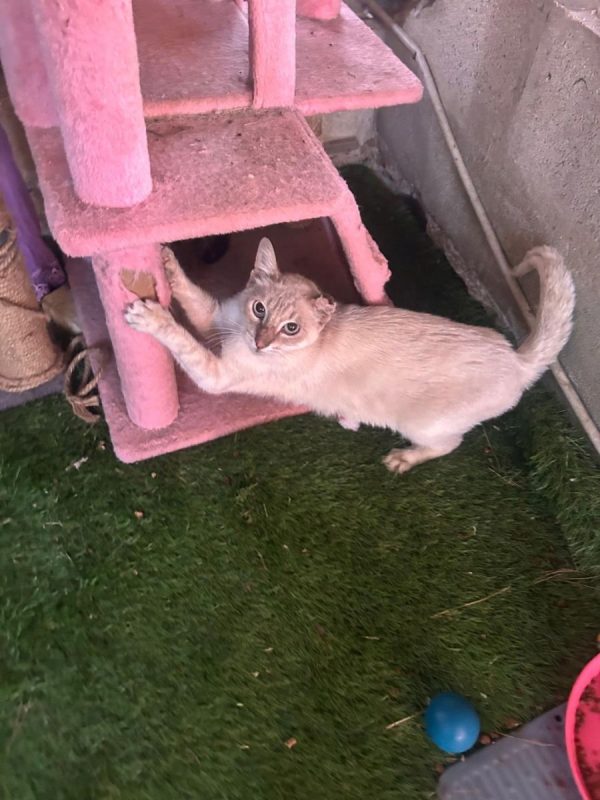 Polo - Chat à adopter - photo 2