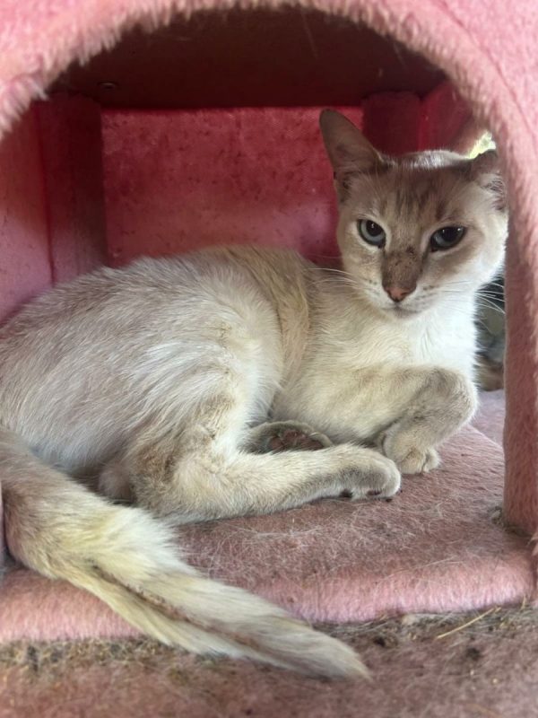 Polo - Chat à adopter - photo 6