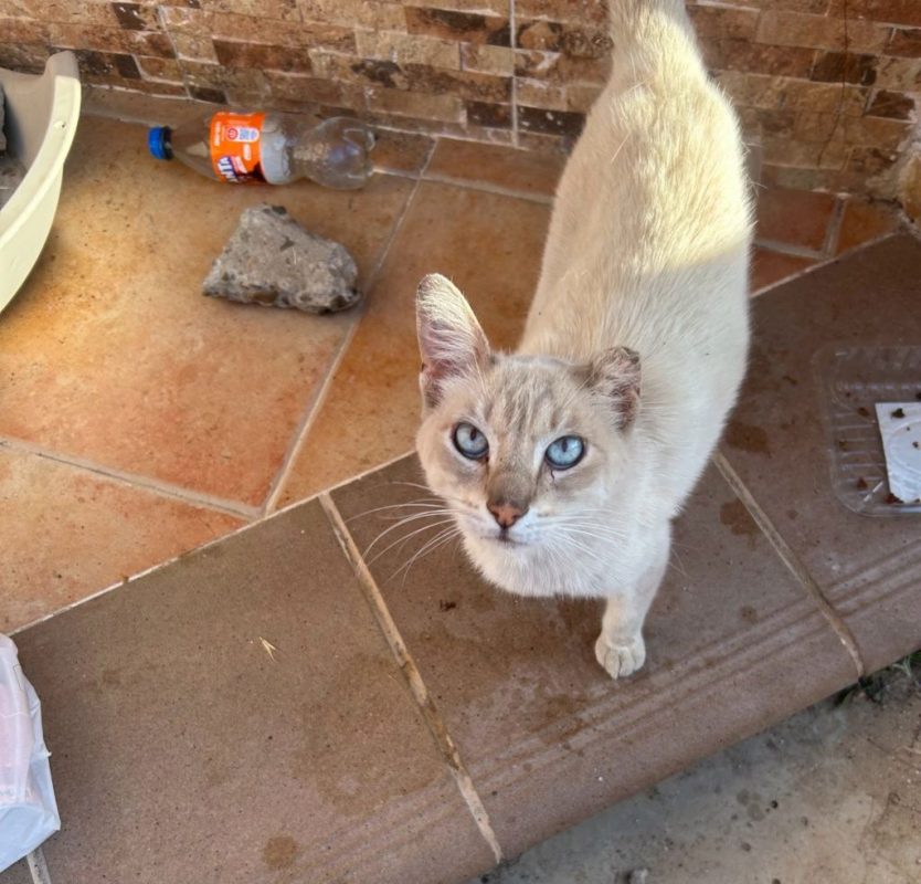 Polo - Chat à adopter