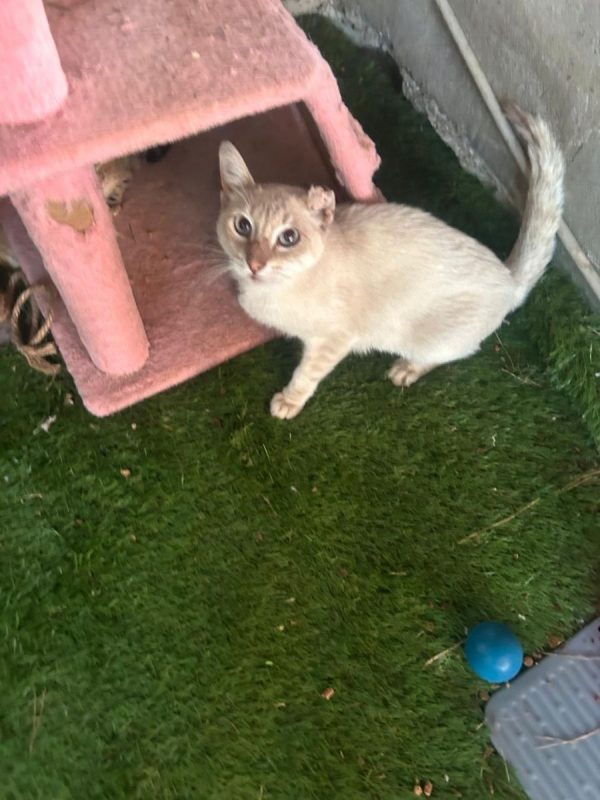 Polo - Chat à adopter - photo 4