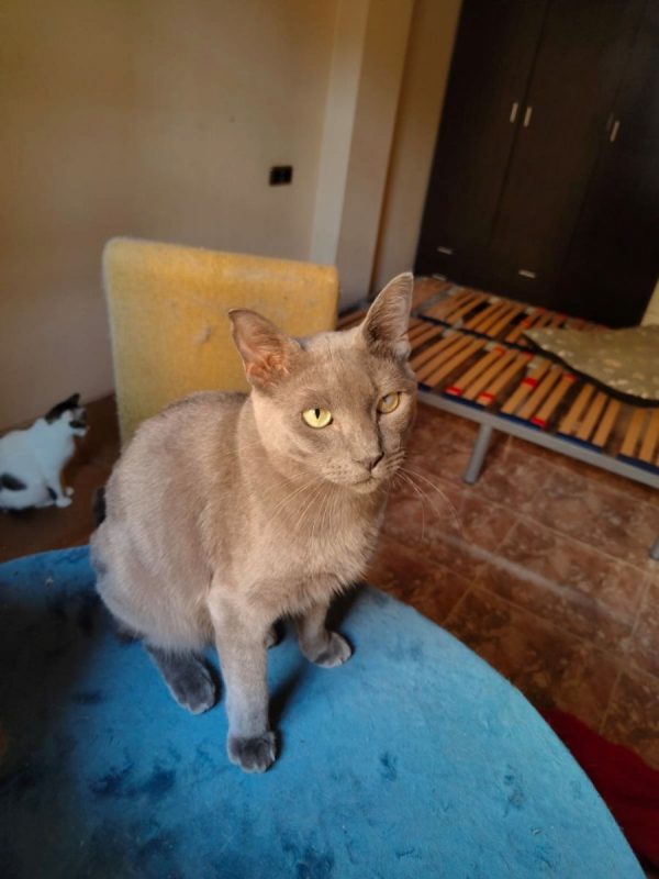 Lio - Chat Bleu russe à adopter