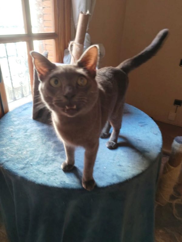Lio - Chat Bleu russe à adopter - photo 3